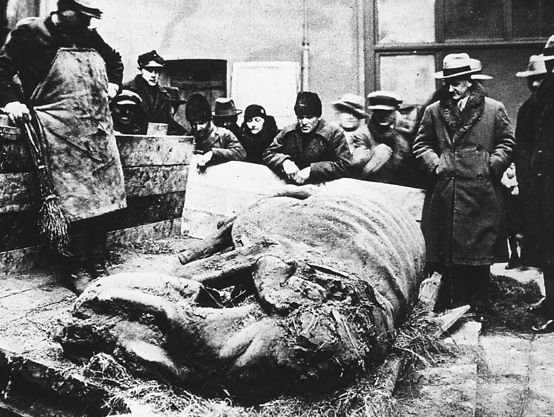 Muzeum Przyrodnicze Instytutu Systematyki i Ewolucji Zwierząt PAN w Krakowie